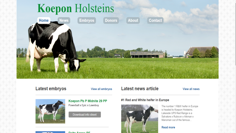 Koepon Holsteins